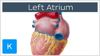 Left Atrium  Definition Function amp Anatomy  Human Anatomy  Kenhub [upl. by Leahcimrej]