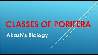 Classification of Porifera [upl. by Ziul453]