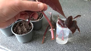 3 Ways How I Propagate My Persicarias Fast amp Easy [upl. by Aiouqes414]