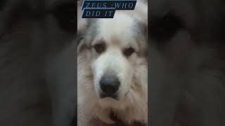 Zeus big fluffy white dog Smell something dog superdog Please like and subscribe [upl. by Macnair792]