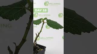 21day Violette de Bordeaux Fig time lapse Leafless to four leaves [upl. by Chicoine]