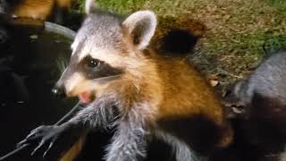 Raccoon quotMamaquot amp Five Babies Hungry amp Very Friendly [upl. by Zeret]