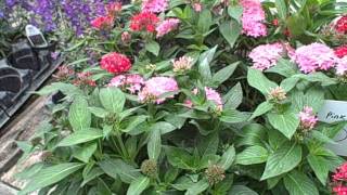 How to Grow Pentas  Growing Well In the Greenhouse [upl. by Lisha303]