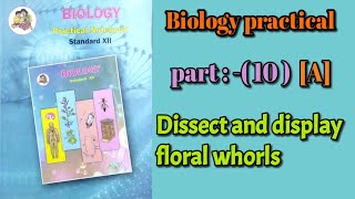 Dissect and display floral whorls biology practical class 12 experiment 10 part A answers [upl. by Jaunita]