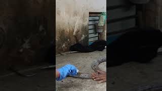 Injured cobra treatment is going at vertinary hospital aganampudiviralvideowildlifetrendingworld [upl. by Eelrahc]