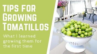 Tips for Growing Tomatillos  What I learned growing them for the first time [upl. by Kaltman738]