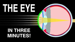 EYE ANATOMY IN 3 MINUTES [upl. by Branca223]