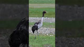 BlackNecked Crane in Ladakh’s Morning Light 🌄  A Rare Himalayan Beauty [upl. by Ai]