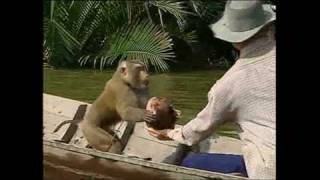 Monkeys trained to pick coconuts [upl. by Dee Dee279]