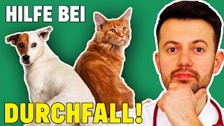 Durchfall bei Hund und Katze  WAS TUN inkl Ernährungsplan [upl. by Immot212]