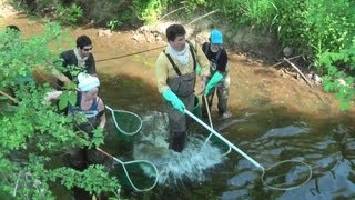 Pêche électrique dans le Morvan [upl. by Attenaej]