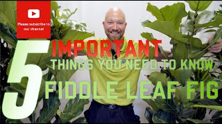 5 important things you need to know regarding Ficus lyrata Fiddle Leaf Fig🌱 [upl. by Xanthus]