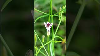 Andrographis paniculata Acanthaceae family nature forestflower trending natureforest garden [upl. by Batholomew]