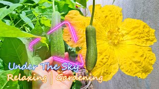 Luffa Sponge Gourd  Relaxing  Gardening  Nature  Growing 60 undertheskyuts [upl. by Ariaj723]