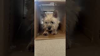 Cairn terriers 3rd birthday  Puppy to present day [upl. by Akiaki]