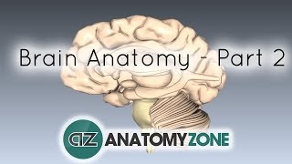 Basic Parts of the Brain  Part 2  3D Anatomy Tutorial [upl. by Seena689]