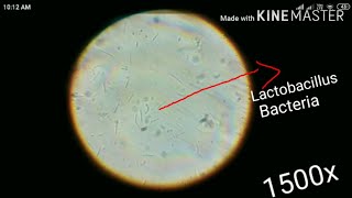 Lactobacillus bacteria under microscope [upl. by Inavoig709]