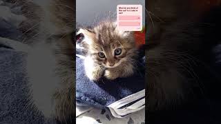 cat Is it cute or not kitten cat cute pets [upl. by Polky]