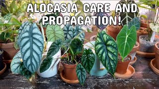 ALOCASIA CARE  Dormancy Propagation By DivisionBulbs With Results And Plant Care [upl. by Aeneus125]