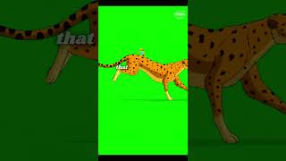 Unbelievable Speed Cheetahs in Action cheetah tiger speed wildanimal animal facts shorts [upl. by Madelon]