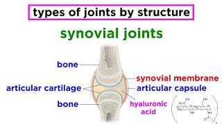 Joints Structure and Types of Motion [upl. by Buffo]