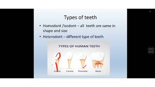 dentition in mammals [upl. by Rashida341]