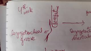 Larynx Development Embryology [upl. by Robillard]