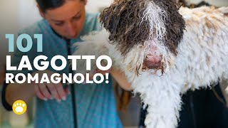 Lagotto Romagnolo 101 [upl. by Castorina]