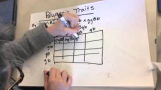 Polygenic punnet squares [upl. by Jacquelin220]