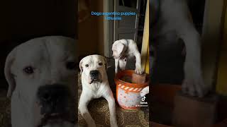 Dogo argentino puppies Lithuania dogoargentinopuppies [upl. by Trawets]