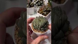 Beheading Haworthia Obtusa OM Variegated plants haworthia propagation plantcaretips [upl. by Nali]