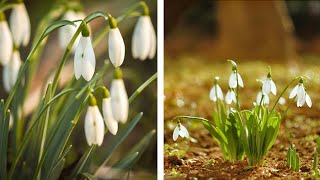 Snowdrops at Welford Park Home of The Great British Bake Off [upl. by Eahsat403]