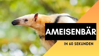 Ameisenbär in 60 Sekunden  Eines der Faszinierendsten Tiere der Welt [upl. by Retsek143]