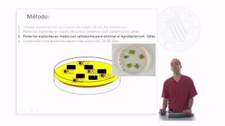 Transformación genética mediante Agrobacterium tumefaciens  3395  UPV [upl. by Lillywhite]