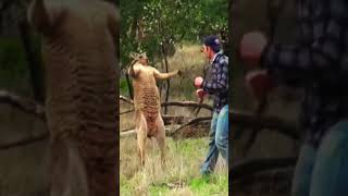 Man vs Kangaroo EPIC PUNCH to Save His Dog [upl. by Bonucci]