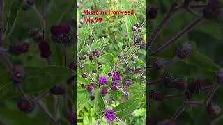 Missouri Ironweed Michigan nativegardening nativeplants wildflower raingarden nolawn nomowlawn [upl. by Llenroc67]