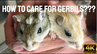 Basic Gerbil Care [upl. by Eutnoj539]