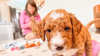 Must Watch Before Picking Out A Goldendoodle Puppy [upl. by Eerdna]