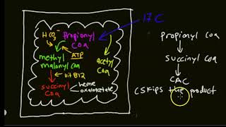 Beta oxidation part 2 [upl. by Ednalrym783]