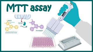 MTT assay  Cell Viability and Cytotoxicity determination using MTT assay [upl. by Ardnos839]