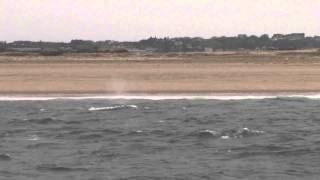 North Atlantic right whale Eubalaena glacialis at Cape Cod [upl. by Ltney415]