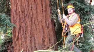 2012 Redwood Tree Pruning in Seattle [upl. by Funk]