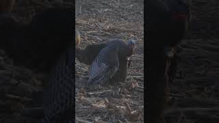 Jake Breeding DECOY outdoors hunting turkeyhunting [upl. by Yesor]