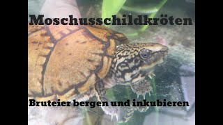 Eier der NackenstreifenMoschusschildkröte Sternotherus minor peltifer 32 [upl. by Particia117]