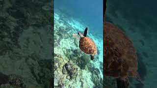 Snorkel or Freedive Flinders Reef Departing from Mooloolaba in the Sunshine Coast [upl. by Ihsoyim]