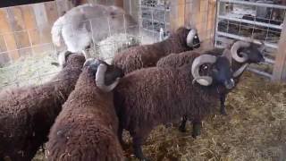 Sheep Shearing at Black Sheep Hill Farm [upl. by Remlap492]