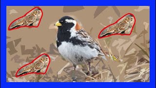 Lapland Longspur Singing Calling SoundChirping  Escribano Lapón Canto  Calcarius Lapponicus [upl. by Nwahsear]