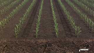 Subsurface drip irrigation for corn by Netafim [upl. by Alehs]