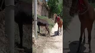 Big horse mating with small donkey very painfull  horse mating with donkey  videos shorts [upl. by Mercier]