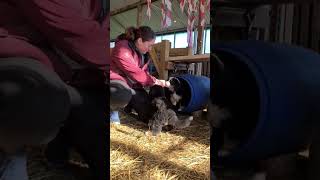 Berner Sennen Puppies Explore the World [upl. by Atnod782]